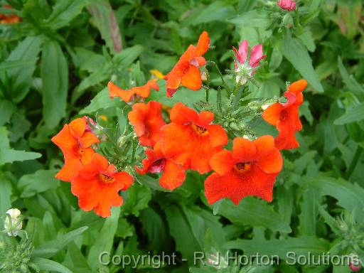 Nemesia orange 